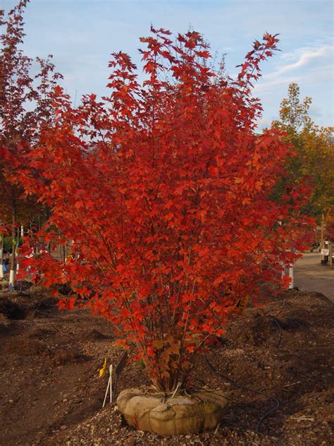 Autumn Blaze Maple Clump Knechts Nurseries And Landscaping
