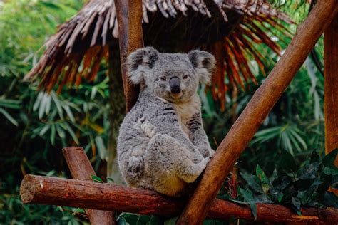 Koalas Rescued From Australian Bushfires To Be Re Introduced Into Wild