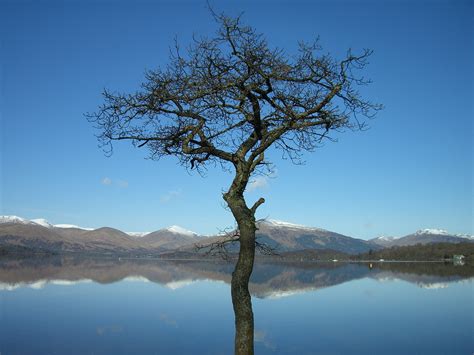 Bare Tree In The Middle Of The River Loch Lomond Hd Wallpaper