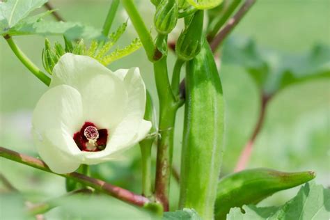 Okra Companion Planting Guide Real Men Sow
