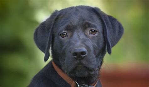 Oh speaking of incorporating puppies into my life: Black Lab - Your Guide To The Black Labrador Retriever ...