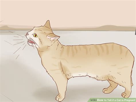 How To Tell If A Cat Is Pregnant 12 Steps With Pictures