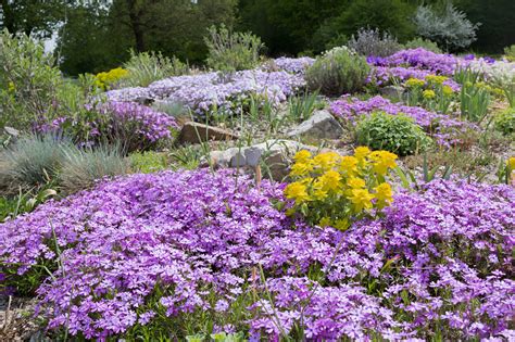 What To Plant With Creeping Phlox My Top Picks Green Garden Tribe