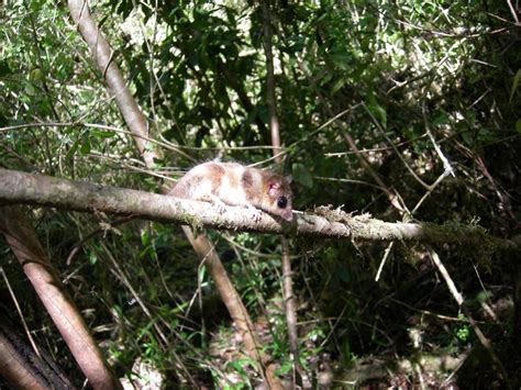 Monito Del Monte Uno De Los Marsupiales Más Pequeños Del Mundo Está En