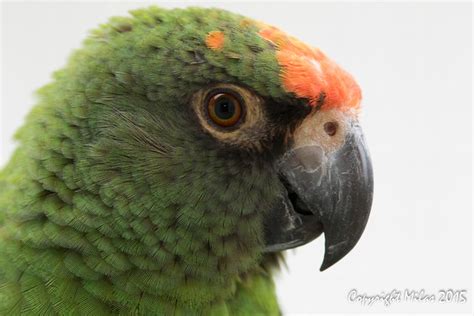 Red Fronted Parrot Bird Photo Call And Song Poicephalus Gulielmi