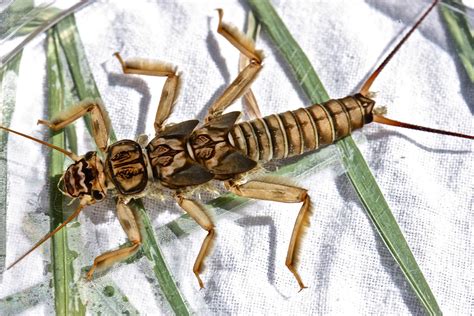 Aquatic Insects Of Central Virginia Genus Id Of Stoneflies Found In