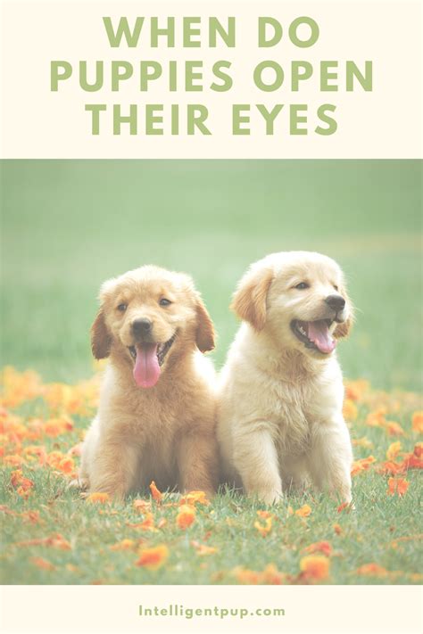 This presentation contains images that were used under a creative. When do puppies open their eyes? Why do dogs eyes stay ...