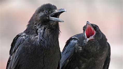ravens can recognize social order outside of their own communities nova pbs