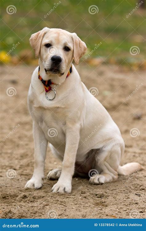Labrador Retriever Puppy Stock Photo Image Of Cute Animal 13378542
