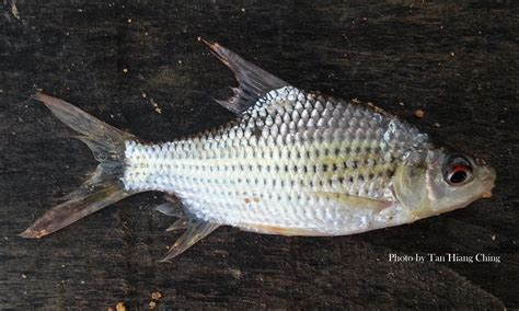 Arowana fish community tank malaya golden cichlids tinfoil barb help me 100000 subscribers: Fish and Fishing in Tanjung Leman: Freshwater Fish ...