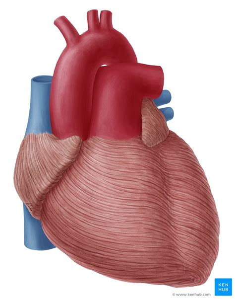 Layers Of The Heart Epicardium Myocardium Endocardium Kenhub