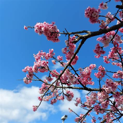 Beautiful Cherry Blossoms On Yangmingshan Today Rtaiwan