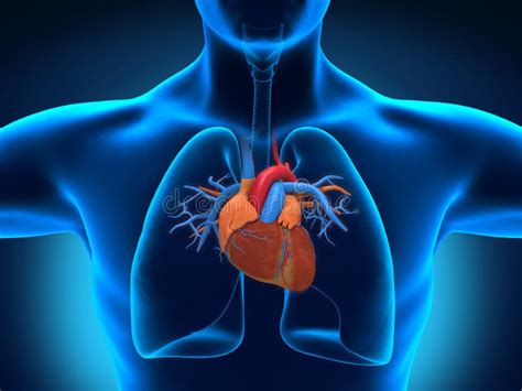 Human Heart Anatomy Stock Illustration Illustration Of Heartbeat