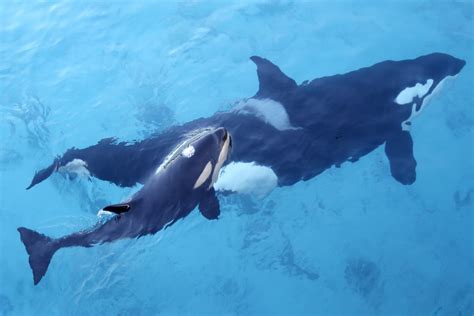‘like a sledgehammer killer whales perplex scientists by ramming sailing boats on spanish