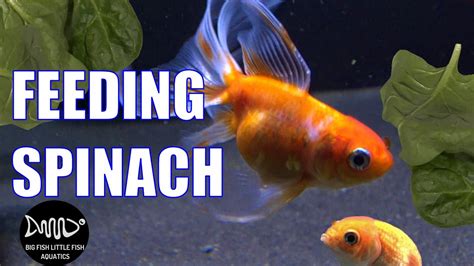 Feeding Spinach To Goldfish Youtube