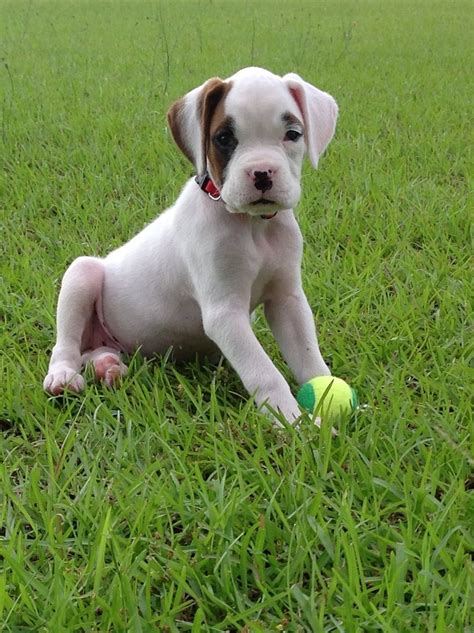 Your boxer puppy should be given a tour of the home. White boxer puppy | My style | Pinterest
