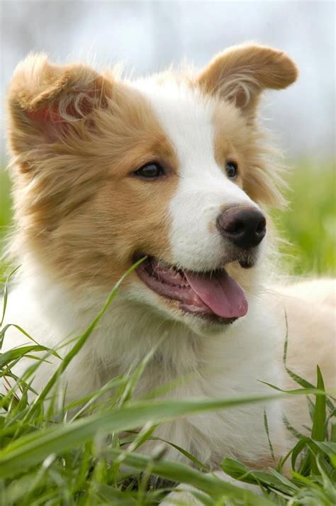 Pin By Jihyun Lee On Border Collie In 2020 Red Border Collie Collie