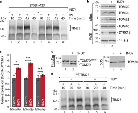 DYRK1A Inhibition Elicits A Protective Transcriptional Response