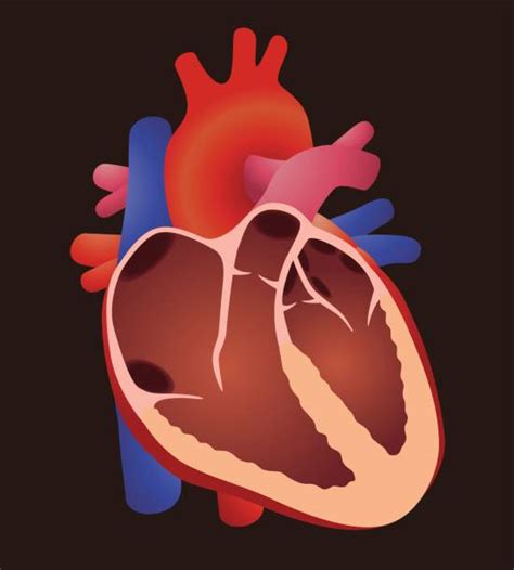 Best Heart Valves Illustrations Royalty Free Vector Graphics And Clip