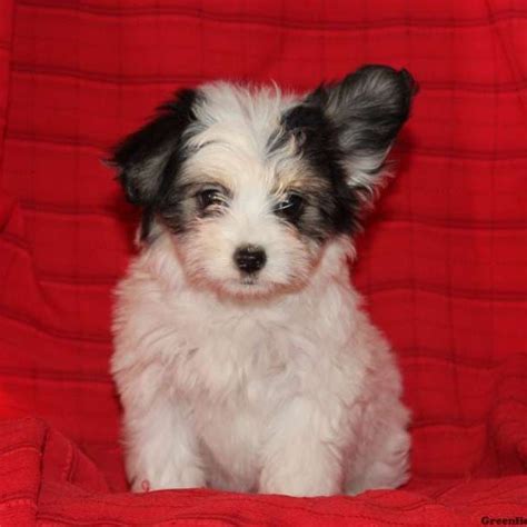 Papillon Mix Puppies For Sale Greenfield Puppies