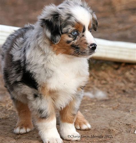 There are several surmised origins for the name however. miniature aussies for sale in texas | ... Wyoming, Texas ...