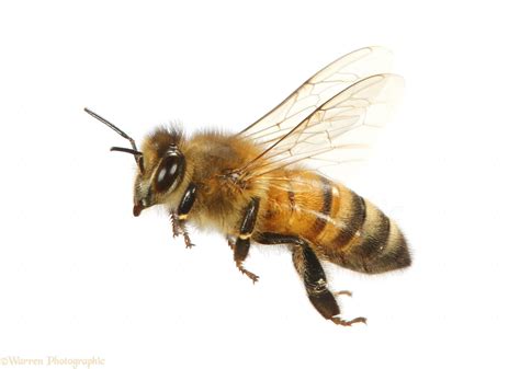Honey Bee In Flight Photo Wp41479