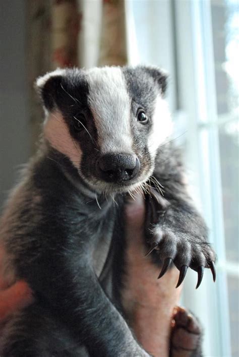 Badger Cute Animals Baby Badger Animals Wild