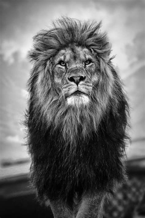 50 Shades Of Grey By Takadk On Deviantart Lion Photography Lions