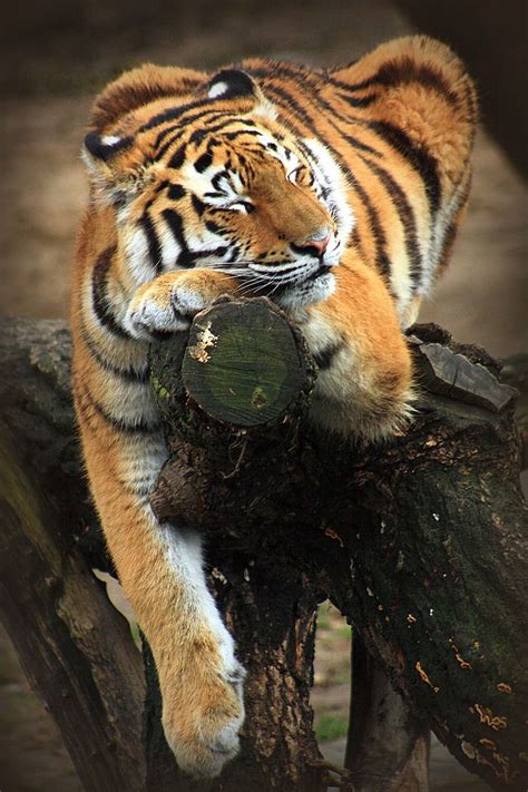 46 Best The Tiger Board Images On Pinterest Big Cats