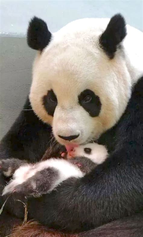 Mother Panda Licking Her Tiny Cub Animals And Pets Funny Animals