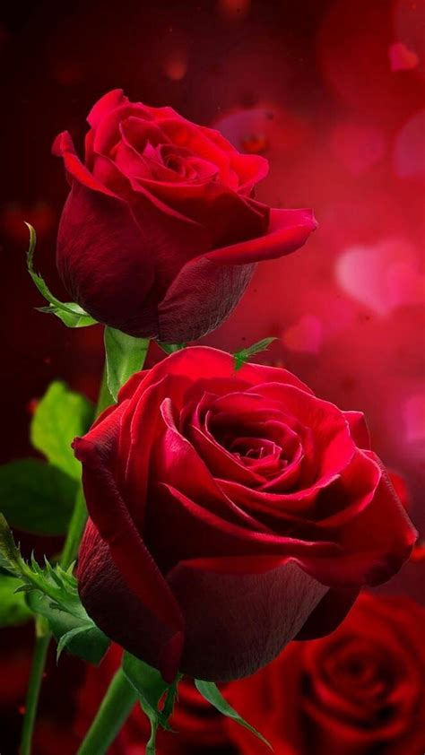 Beautiful Red Rose Flower Beautiful Red Rose Hd Phone Wallpaper Pxfuel