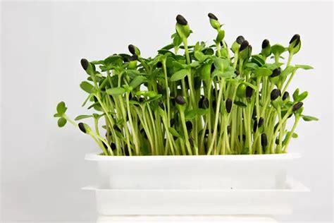 What Are The Fastest Growing Microgreens Lettuce Be Farmers