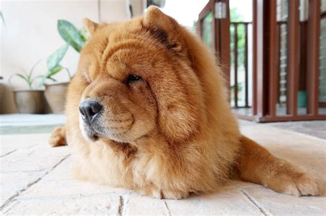 25 Fluffy Dog Breeds With Cloud Like Coats With Pictures