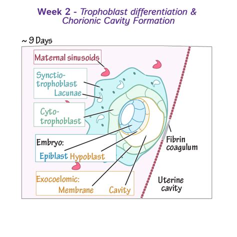 How Does Placenta Develop