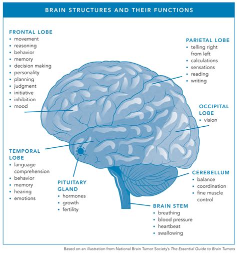 The forebrain, midbrain, and hindbrain. Understanding Brain Tumors