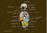 See human back anatomy stock video clips. Human internal organs, diagram - Stock Image - C009/3056 ...