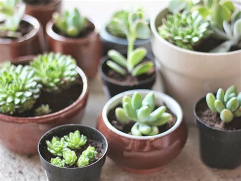 How To Repot Succulents World Of Succulents