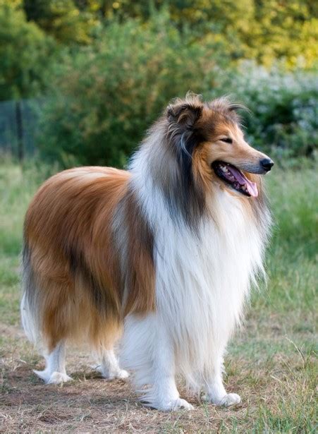 Are Rough Collies Good Guard Dogs
