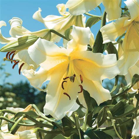 lily bulbs fragrant big brother giant hybrid lilies