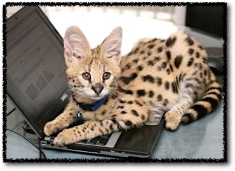 I Spy Animals Bengals And Savannahsexotic Cats For Pets