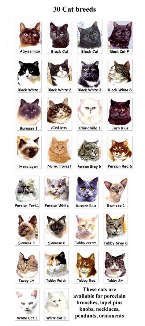 Types Of Cat Breeds