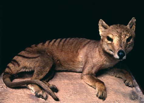 The Tasmanian Tiger Went Extinct On September 7th 1936 And Theres