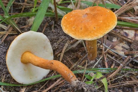 Chestnut Bolete Gyroporus Castaneus Mushrooms Of Eastern Texas