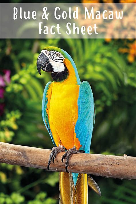 If they are around many people, they will accept many people. Blue & Gold Macaw Fact Sheet | Blue gold macaw, Parrot pet ...