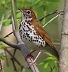 Wood Thrush State Bird of District of Columbia | Pretty birds, Colorful ...
