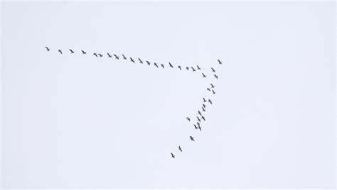 Bird Migration Types