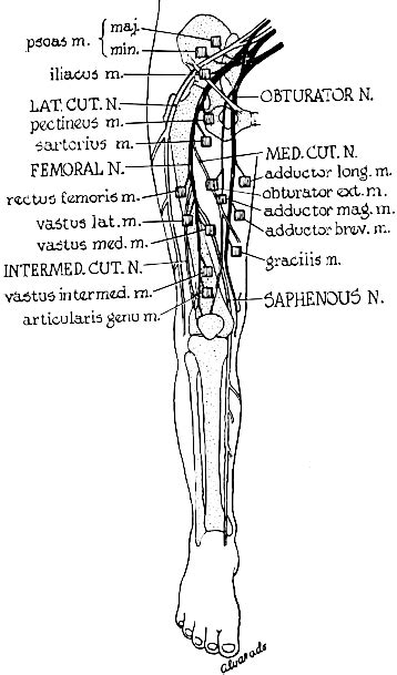 Femoral Nerve Diagram