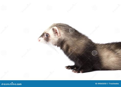 Cute Grey Ferret Stock Photo Image Of Cute Soft Small 49065050