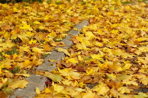 Yellow Autumn Leaves On The Side Of The Road Stock Photo Image Of