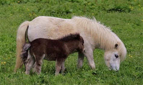 All You Need To Know About Miniature Horse Miniature Horse Horses